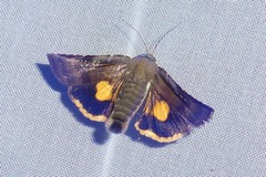 Noctua janthina
