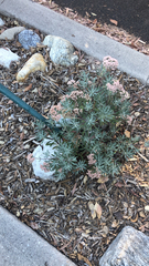 Eriogonum arborescens