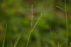 Urochloa glumaris