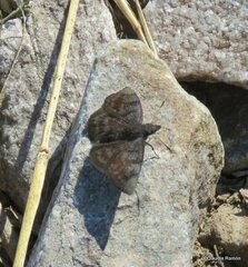 Pellicia hersilia