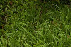 Urochloa glumaris