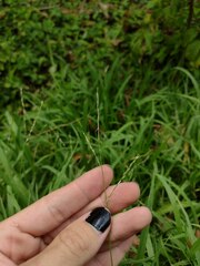 Urochloa glumaris