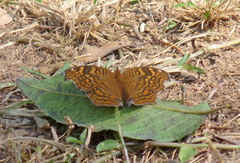 Junonia chorimene