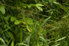 Paspalum paniculatum