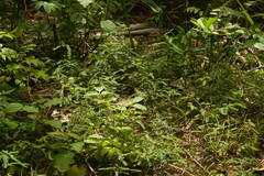 Phyllanthus leucanthus