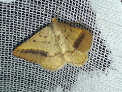 Isturgia arenacearia