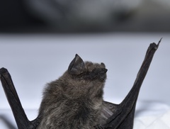 Submyotodon latirostris