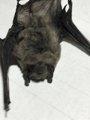 Submyotodon latirostris