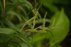 Paspalum fimbriatum