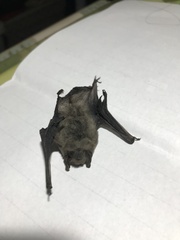 Submyotodon latirostris