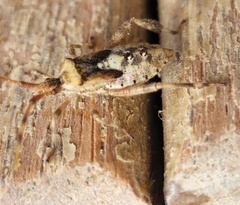 Leptoglossus clypealis