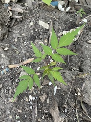 Ailanthus