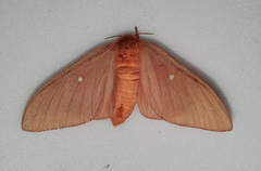 Anisota oslari