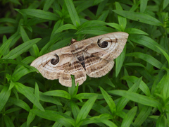 Spirama retorta