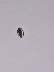 Auchenorrhyncha