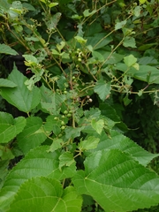Ampelopsis glandulosa heterophylla