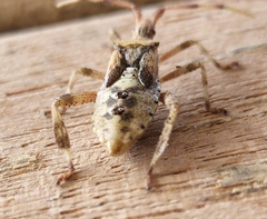 Leptoglossus clypealis