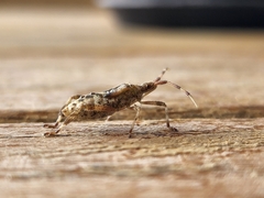 Leptoglossus clypealis