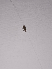 Auchenorrhyncha