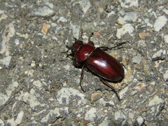 Prismognathus dauricus