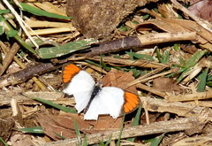 Colotis evenina