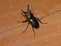 Prismognathus dauricus