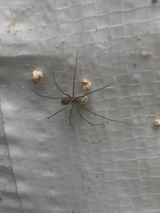 Psilochorus hesperus