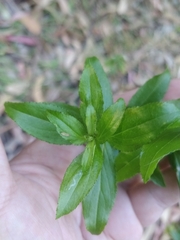 Hypericum glandulosum