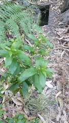 Hypericum glandulosum