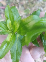 Hypericum glandulosum