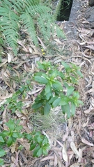 Hypericum glandulosum