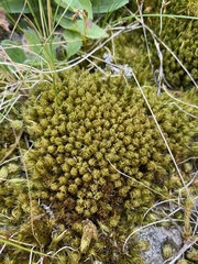 Dicranum spurium