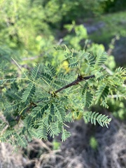 Havardia acatlensis