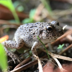 Fejervarya kawamurai