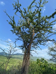 Havardia acatlensis