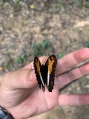 Adelpha cocala