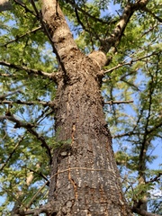 Havardia acatlensis