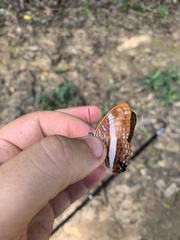 Adelpha cocala