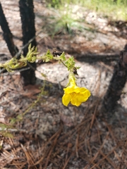 Aureolaria pectinata