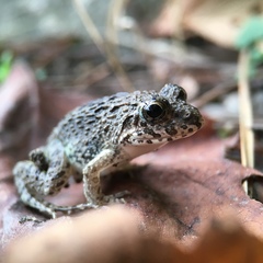 Fejervarya kawamurai