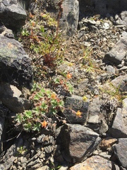 Potentilla subvahliana