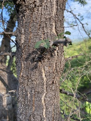 Havardia acatlensis