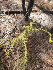 Aureolaria pectinata