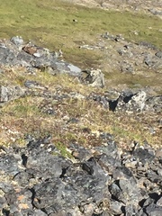 Potentilla subvahliana