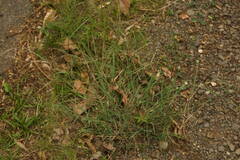 Chloris divaricata cynodontoides