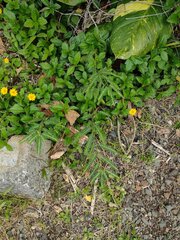 Phyllanthus leucanthus