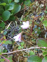 Linnaea borealis borealis