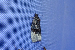 Apotomis betuletana