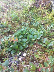 Linnaea borealis borealis