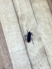 Physopelta gutta gutta